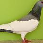 Deutsche Modeneser Schietti gelbfahl gehämmert Noll Alessa Preis V97  2010
